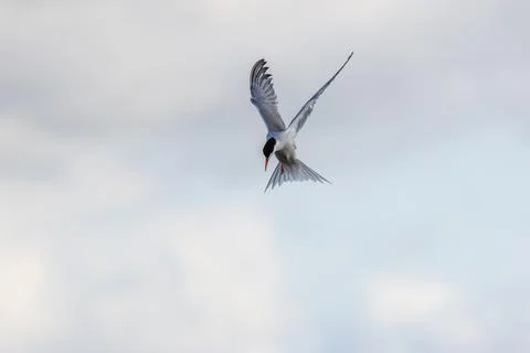 Common tern twisting into a dive Stock Photos