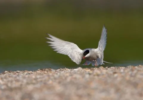 Common Tern, Visdief, Sterna hirundo Stock Photos