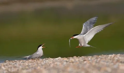 Common Tern, Visdief, Sterna hirundo Stock Photos