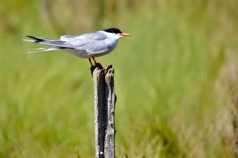 Common tern on wood post Stock Photos