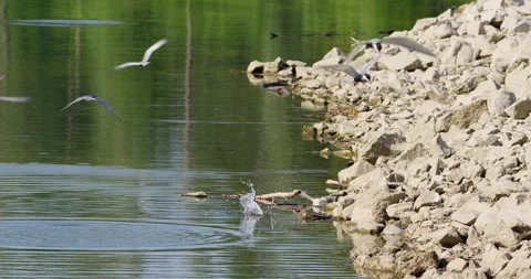 Common terns are seen flying above the water Stock Footage 258932490