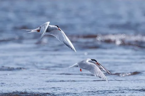 Common terns competing in fishing tiny fish Stock Photos