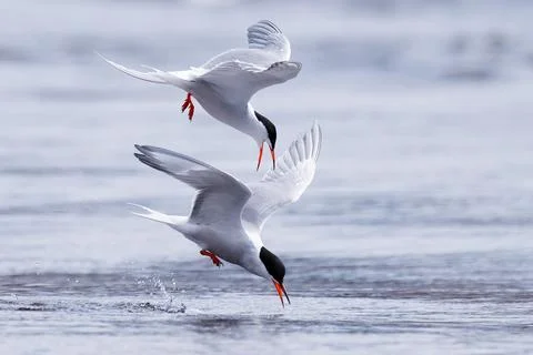 Common terns competing in fishing tiny fish and ready to break the surface Stock Photos