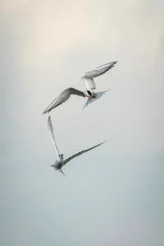 Common terns fighting Stock Photos