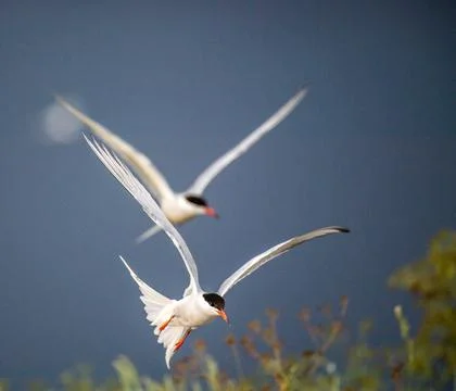 Common terns in flight. Sky background. Front view. Scientific name: Sterna h Stock Photos