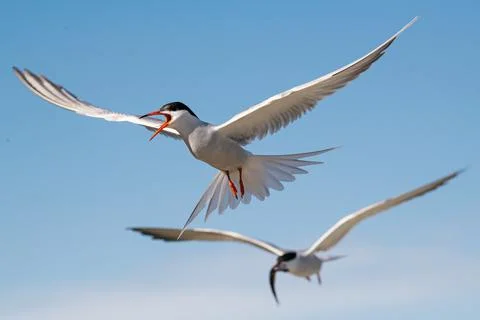 Common terns in flight. Sky background. Front view. Scientific name: Sterna h 库存照片