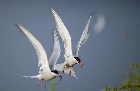 Common terns in flight. A tern with fish in its beak. Sky background. Front v Stock Photos