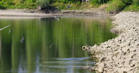 Common terns fly above the pond, falling into it before skillfully flying out Stock-Footage 258678428