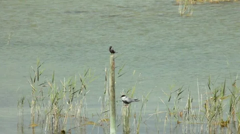 Common terns 스톡 동영상 723486