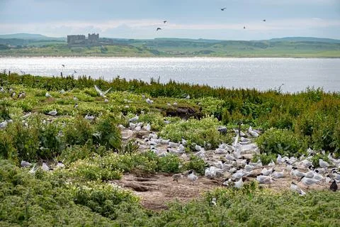 Common Terns nesting on Inner Farne in the Farne Islands Foto stock