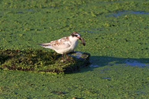 Common terns Stock Photos