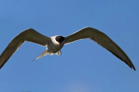 Common terns Stock Photos