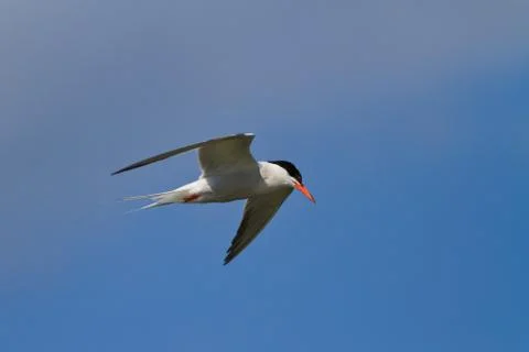 Common terns Stock Photos