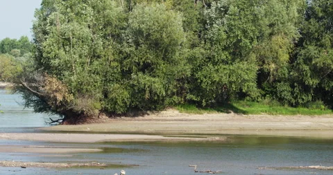 Common terns soar above a flooded wooded area on a bright summer day, Stock-Footage 258620338