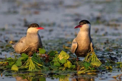 Common terns (sterna hirundo hirundo) Stock Photos