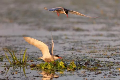 Common terns (sterna hirundo hirundo) Stock Photos