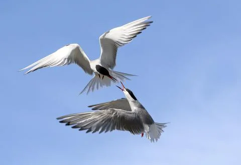Common Terns (Sterna hirundo) interacting in flight.  Adult common terns in f Stock Photos