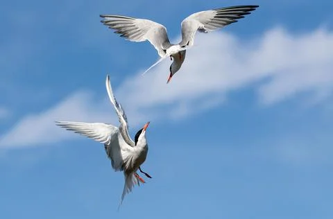 Common Terns (Sterna hirundo) interacting in flight.  Adult common terns in f Stock Photos