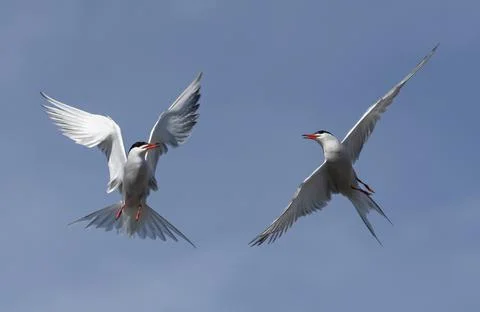 Common Terns (Sterna hirundo) interacting in flight.  Adult common terns in f Stock Photos