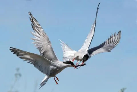 Common Terns (Sterna hirundo) interacting in flight.  Adult common terns in f 库存照片