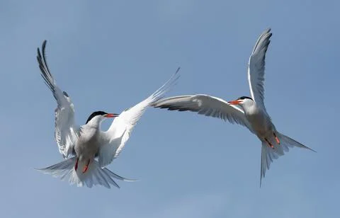 Common Terns (Sterna hirundo) interacting in flight.  Adult common terns in f Stock Photos
