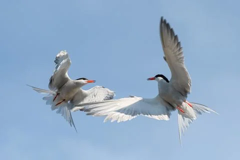 Common Terns (Sterna hirundo) interacting in flight.  Adult common terns in f Stock Photos