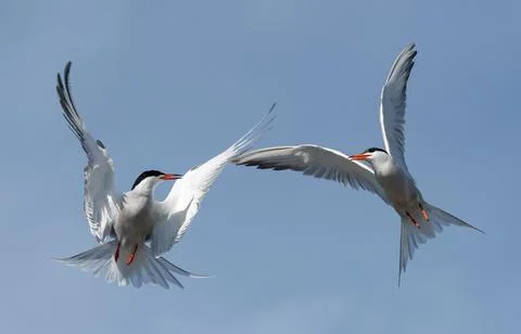Common Terns (Sterna hirundo) interacting in flight.  Adult comm Stock Photos