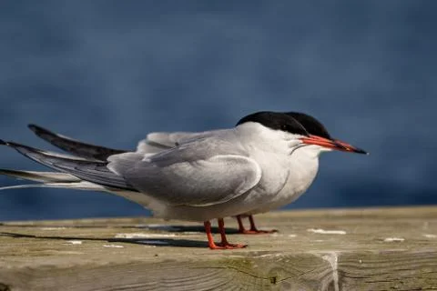 Common terns Sterna hirundo sitting with blue sea background Stock Photos