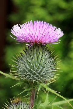 Common thistle flower Stock Photos