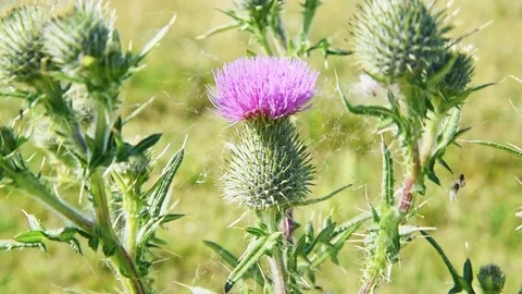 Common thistle Stock Footage 95276811
