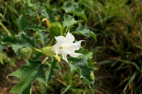 Common Thorn Apple. Stock Photos