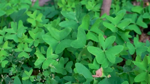 Common three-leaf clover in an organic farm, Uttarakhand, India, symbol of .. Stock Footage 304782028