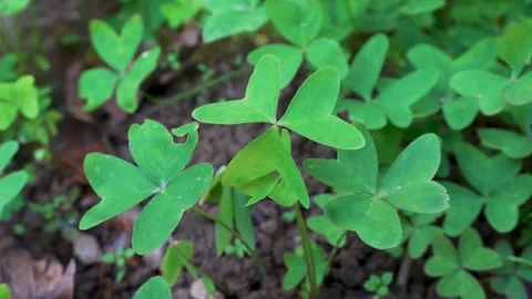 Common three-leaf clover in an organic farm, Uttarakhand, India, symbol of .. Stock Footage 304783718