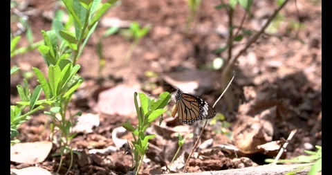 Common Tiger Butterfly with Caterpillar on Leaf Life Cycle Slow Motion 4K Stock Footage 332766830