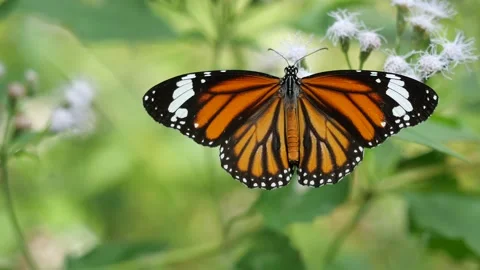 Common Tiger butterfly eeking nectar on Bitter bush or Siam weed blossom Stock Footage 145678678
