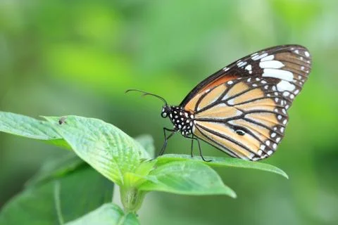 Common Tiger butterfly Stock Photos