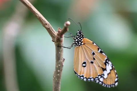 Common Tiger butterfly Stock Photos