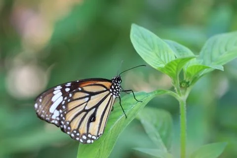 Common Tiger butterfly Stock Photos