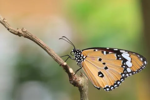 Common Tiger butterfly Stock Photos