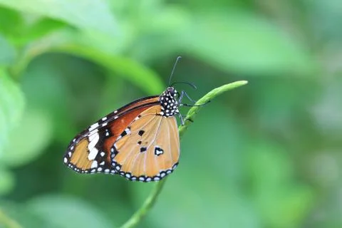 Common Tiger butterfly Stock Photos