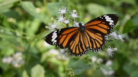 Common Tiger butterfly seeking nectar on flower with natural green background Stock Footage 132019987