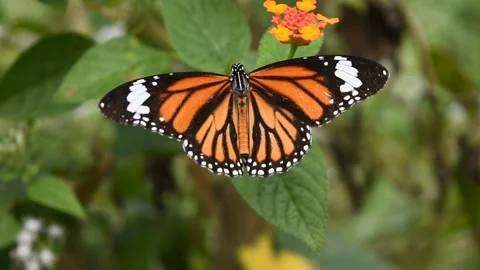Common Tiger butterfly seeking nectar on flower Stock Footage 132020093