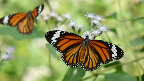 Common Tiger butterfly seeking nectar on Bitter bush or Siam weed blossom Stock Footage 145678754