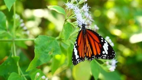 Common Tiger butterfly seeking nectar on Bitter bush or Siam weed blossom Stock Footage 327584657