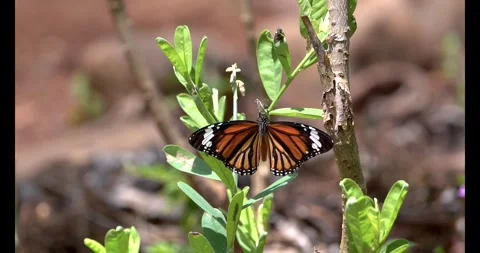 Common Tiger Butterfly Sitting with Wing Movement Slow Motion 4K Stock Footage 332766829