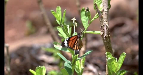 Common Tiger Butterfly Takeoff Slow Motion 4K Close-Up Stock Footage 332766752