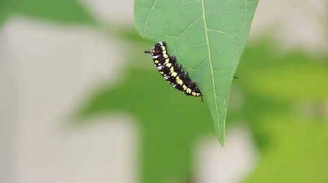 Common Tiger Caterpillar Or Danaus Genutia Caterpillar Moving On Leaves Footage Video stock 67584138