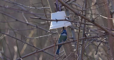 Common Tit Cyanistes Caeruleus in spring in slow motion Stock Footage 267081544