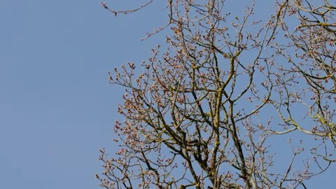 Common tit Stock Footage 335127575