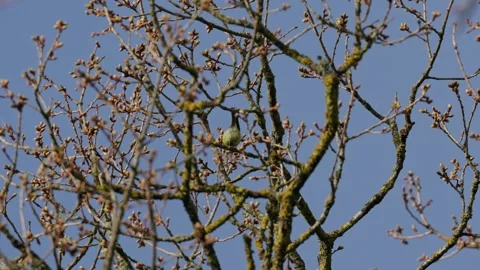 Common tit Stock Footage 335127658